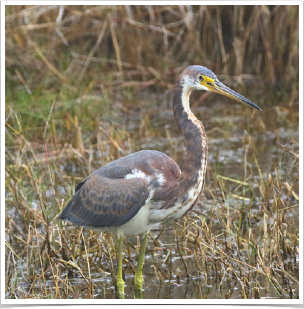 Tricolored Heron